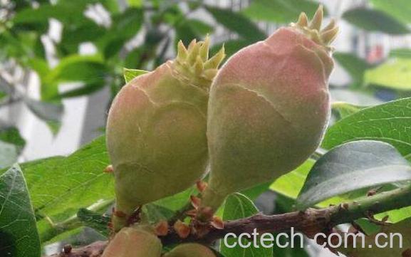 腊梅果子的功效与作用 腊梅果实的药用价值-1