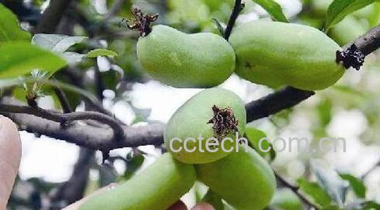 腊梅果子的功效与作用 腊梅果实的药用价值-0