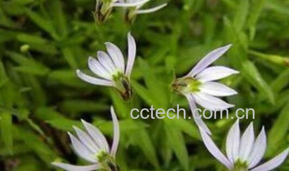 岩莲泡酒的功效和作用-0