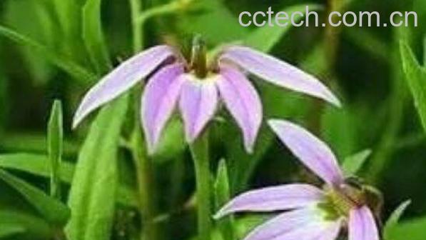 岩莲泡酒的功效和作用-1