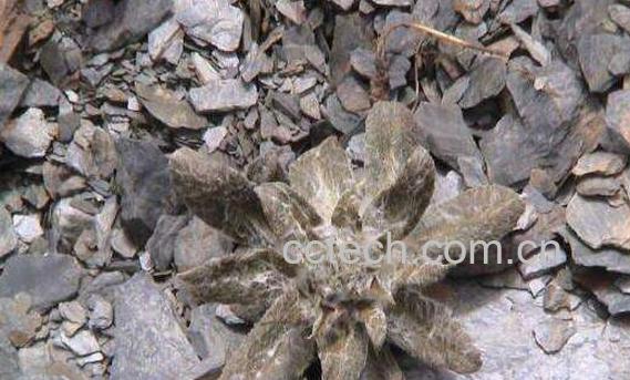 野生岩莲的功效和作用 野生岩莲的副作用-0