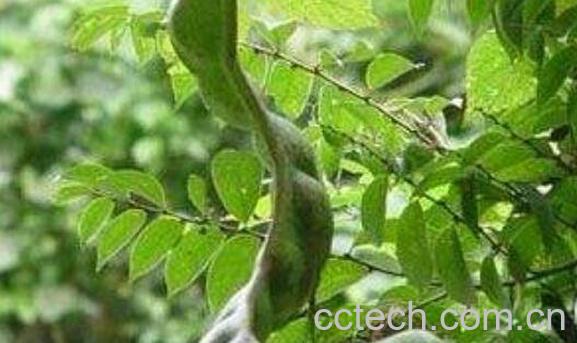 }藤子的功效与作用及药用价值-0