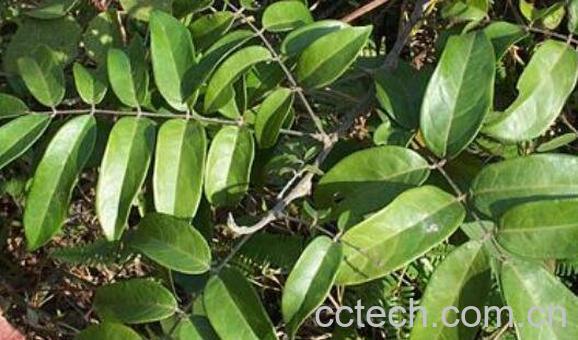 野生岩莲的功效和作用 野生岩莲的副作用-1