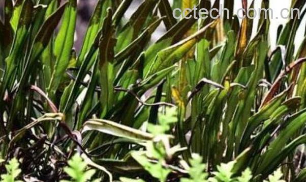 岩莲的功效和作用 岩莲的药用价值-1