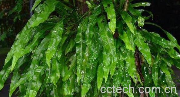 岩莲的功效和作用 岩莲的药用价值-0