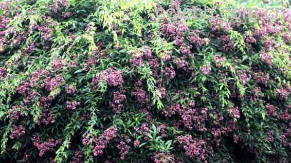 岩胡豆的功效与作用 岩胡豆的药用价值-1