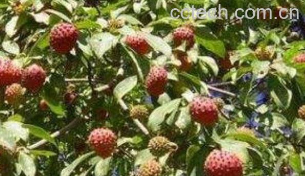 石枣子的功效与作用 石枣子的副作用-0