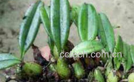 岩豆兰的功效与作用 岩豆兰的药用价值-0