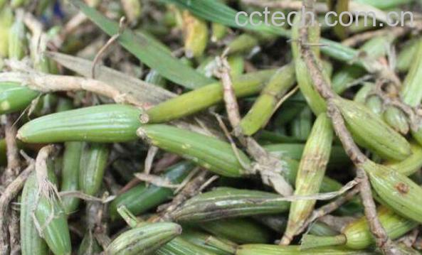 石枣子的功效与作用 石枣子的副作用-1