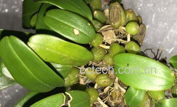 岩豆的功效和作用 吃岩豆的好处-0