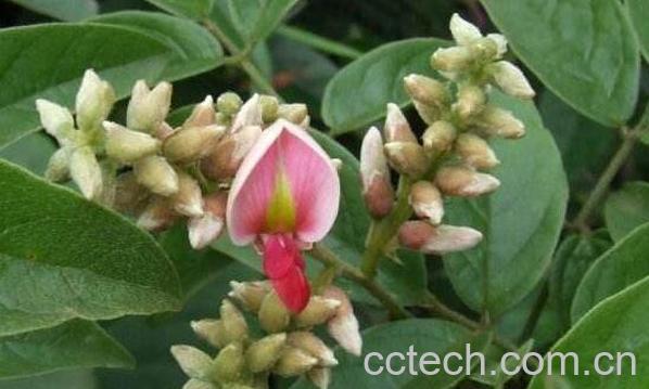 岩豆的功效和作用 吃岩豆的好处-1