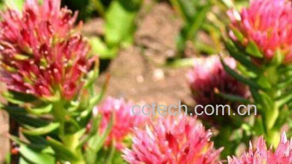 大红花景天的功效与作用-0