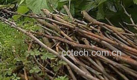 桑树枝的功效与作用 桑树枝的药用价值-0