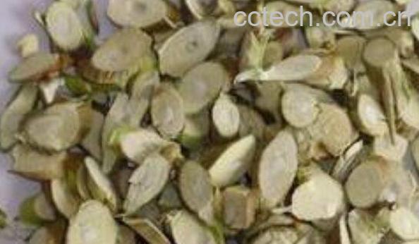 桑树枝的功效与作用 桑树枝的药用价值-1