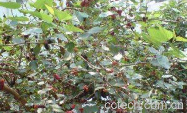 刷雨沫旗舰店-1