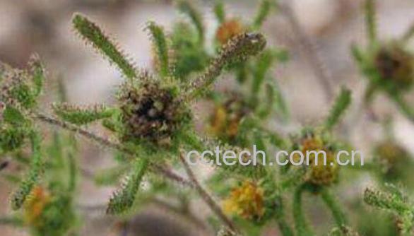 g签草的功效与作用 g签草的药用价值-0