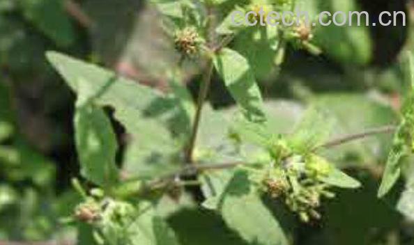 g签草的功效与作用 g签草的药用价值-1