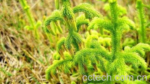 石松草的功效与作用 石松草的图片-0