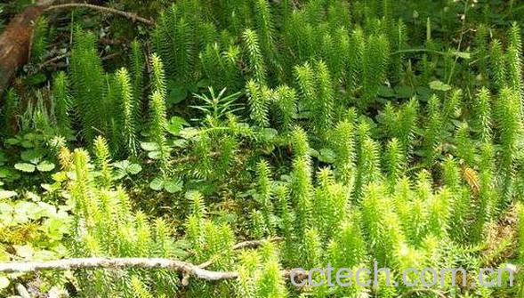 石松草的功效与作用 石松草的图片-1