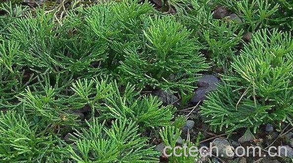 石松泡酒的功效与作用-0