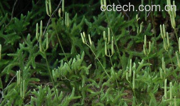 石松泡酒的功效与作用-1