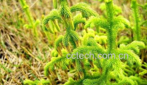 石松的功效与作用 石松的禁忌-0