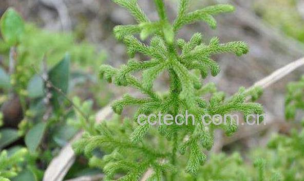 石松的功效与作用 石松的禁忌-1