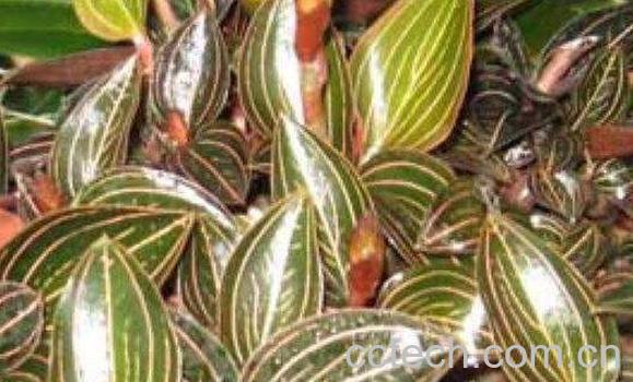 石上藕的功效与作用 石上藕的食用方法-0