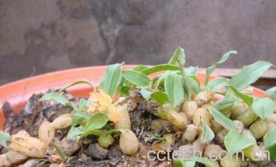 独叶岩珠的功效和作用-0