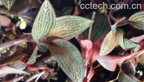 石上藕的功效与作用 石上藕的食用方法-1