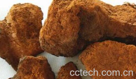 桦树泪泡水有什么功效-0