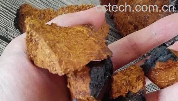 桦树泪泡水有什么功效-1