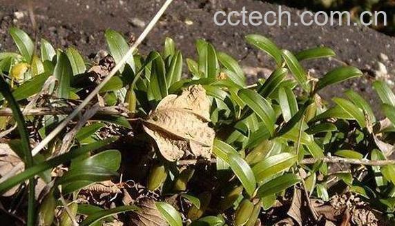 独叶岩珠的功效和作用-1