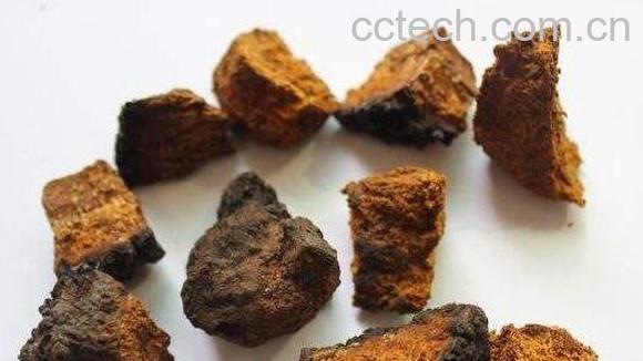 桦树泪的功效及作用 桦树泪的副作用-1