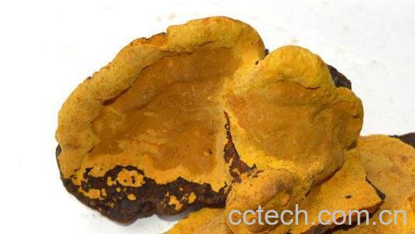 桑黄的功效与作用及药用价值-1