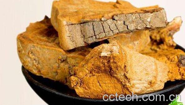 桑黄的功效与作用及药用价值-0