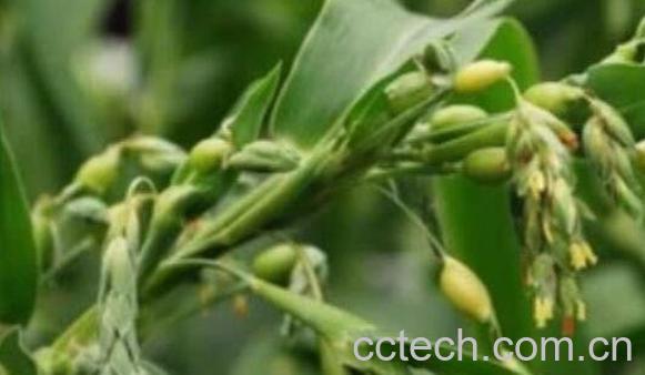 尿珠子根的功效和作用-0