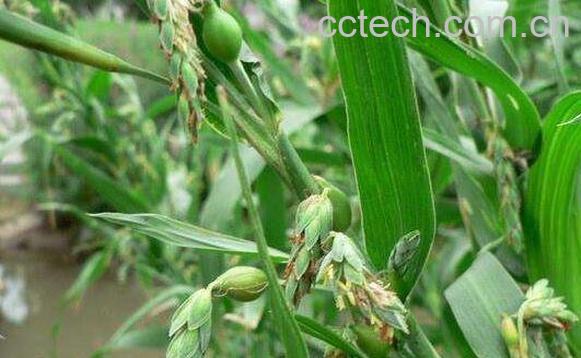 尿珠子根的功效和作用-1