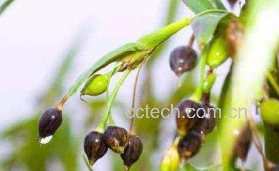 尿珠子的功效与作用 尿珠子的禁忌-0