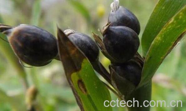 尿珠子的功效与作用 尿珠子的禁忌-1