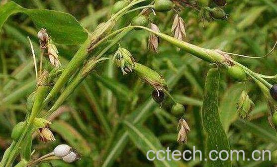 草珠子根的功效与作用-0