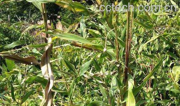 草珠子根的功效与作用-1