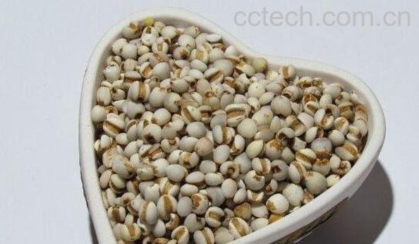 草珠子和薏米的区别-0