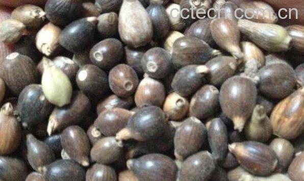 草珠子和薏米的区别-1