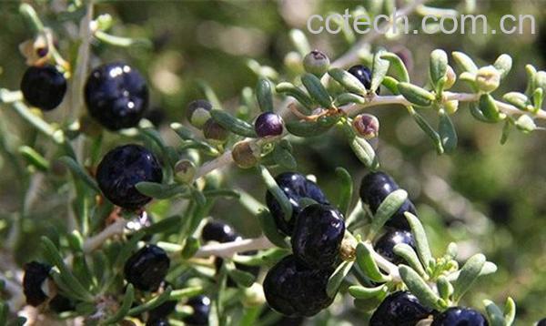 黑枸杞-1