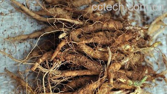 四叶参的副作用 什么人不能吃四叶参-0