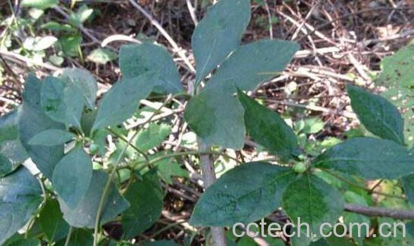 四叶参的副作用 什么人不能吃四叶参-1