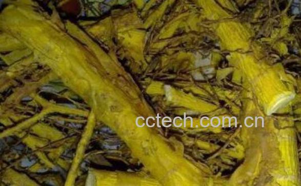 穿破石的功效与作用有哪些 穿破石的药用价值-0