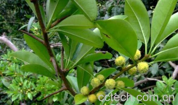 穿破石的功效与作用有哪些 穿破石的药用价值-1