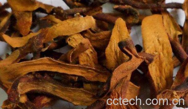 巴捱姜的功效和作用 巴捱姜的药用价值-1